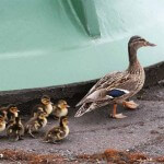 Our wetland neighbors are frequently spotted around our facility.