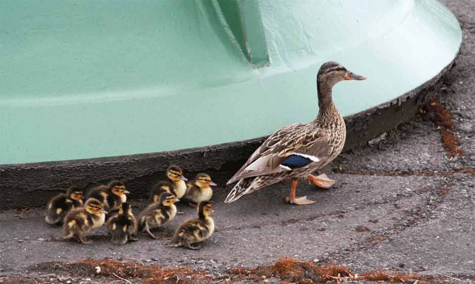 Mother duck and ducklings spotted at Columbia Steel's facility.